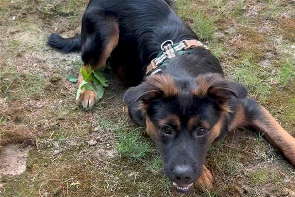 狗狗癫痫的症状，前期会变得异常敏感