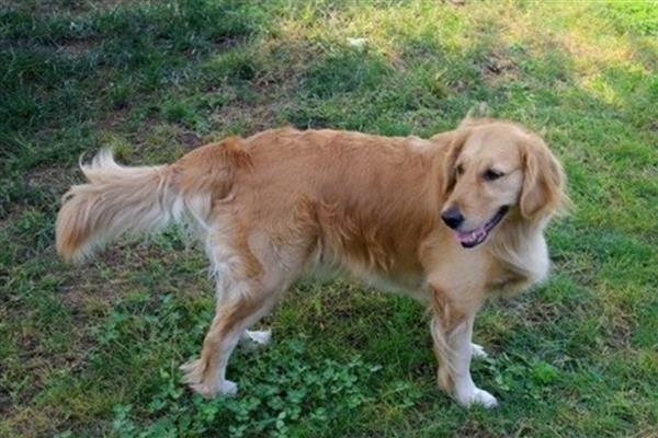 狗狗癫痫的症状，前期会变得异常敏感