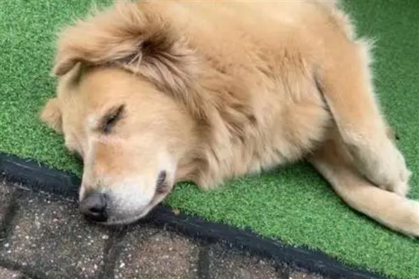 狗狗癫痫的症状，前期会变得异常敏感