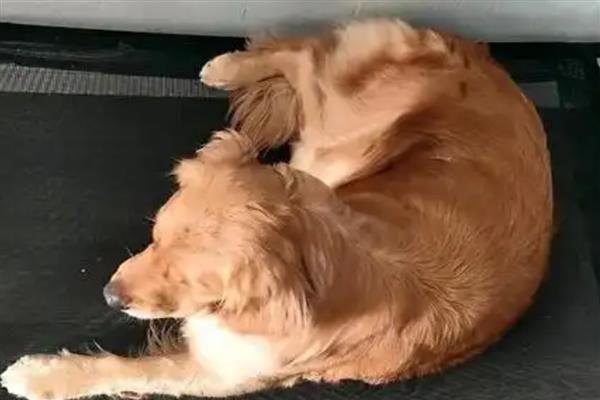 狗狗癫痫的症状，前期会变得异常敏感