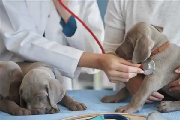 狗狗癫痫的症状，前期会变得异常敏感