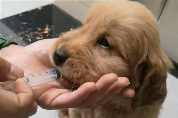 狗狗癫痫的症状，前期会变得异常敏感