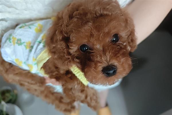 狗狗癫痫的症状，前期会变得异常敏感