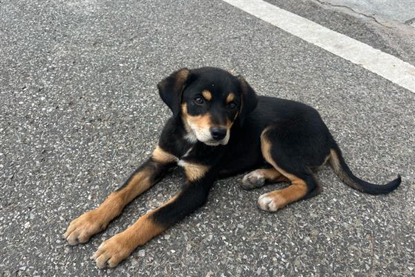 狗狗癫痫的症状，前期会变得异常敏感