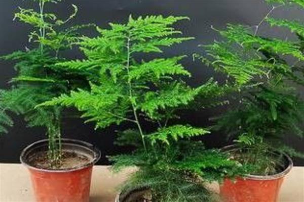 矮文竹怎么养,春夏生长旺季每个月追肥一次