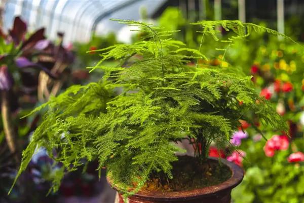 矮文竹怎么养,春夏生长旺季每个月追肥一次