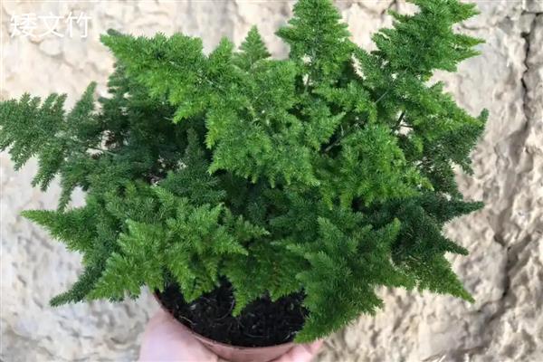 矮文竹怎么养,春夏生长旺季每个月追肥一次