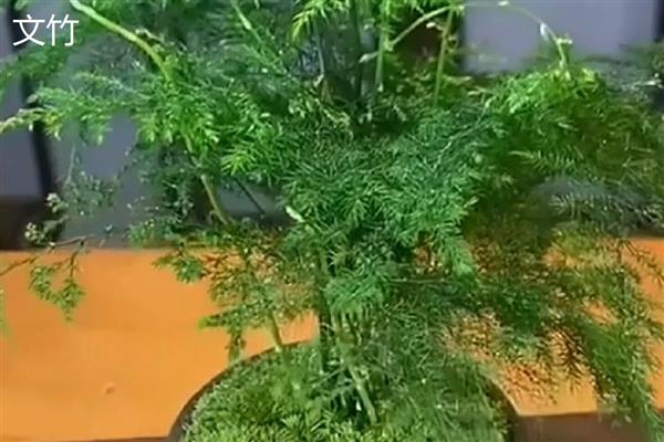 矮文竹怎么养,春夏生长旺季每个月追肥一次