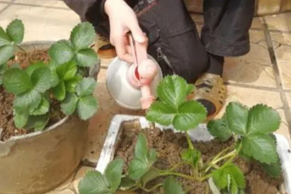 种草莓的方法，放在向阳处接受全日照
