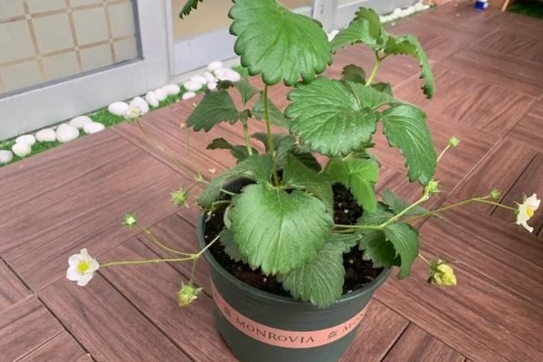 种草莓的方法，放在向阳处接受全日照