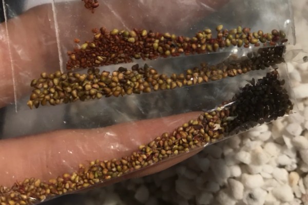 种草莓的方法，放在向阳处接受全日照