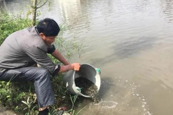 花白鲢如何养殖，亲鱼池一定要灌排方便