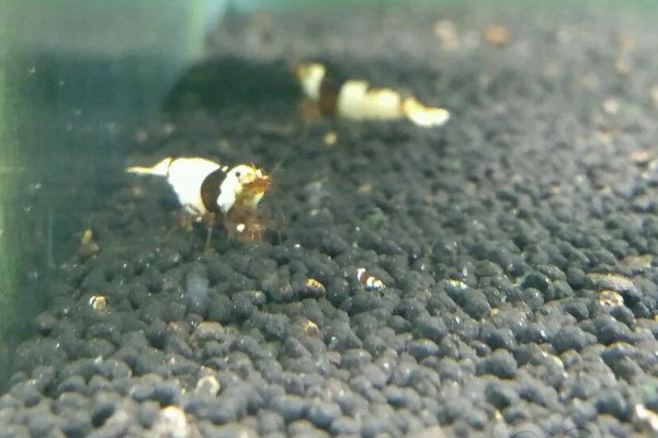 水晶虾什么时候开始繁殖，出生4-6个月即可成熟繁殖