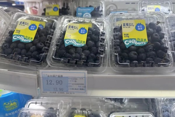 蓝莓购买时怎样挑选，先要看它是否掉色