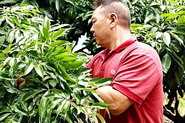 荔枝的修剪误区，常见以下4点