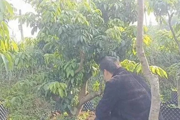 荔枝的修剪误区，常见以下4点