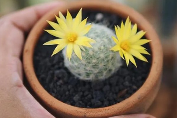 多肉仙人球有没有毒，多肉仙人球有毒