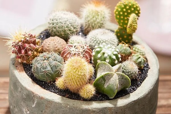 多肉仙人球有没有毒，多肉仙人球有毒