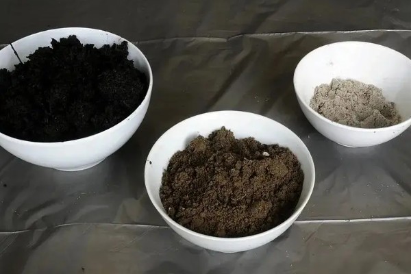 多肉仙人球有没有毒，多肉仙人球有毒