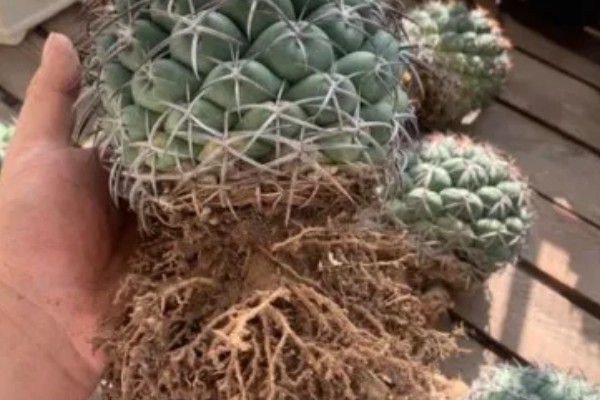 多肉仙人球有没有毒，多肉仙人球有毒