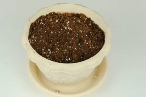 多肉仙人球有没有毒，多肉仙人球有毒