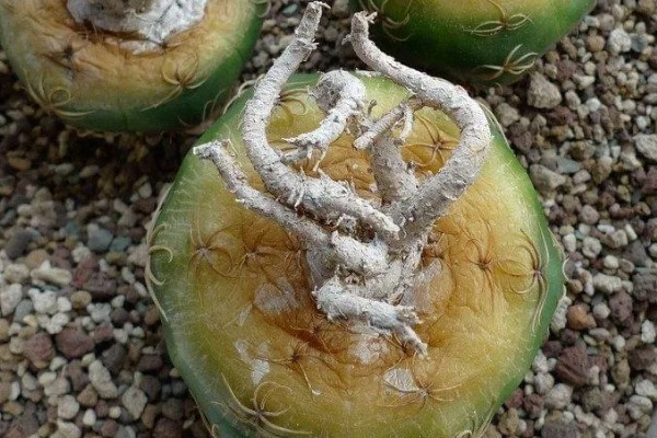 多肉仙人球有没有毒，多肉仙人球有毒