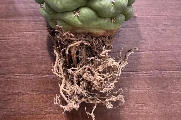 多肉仙人球有没有毒，多肉仙人球有毒