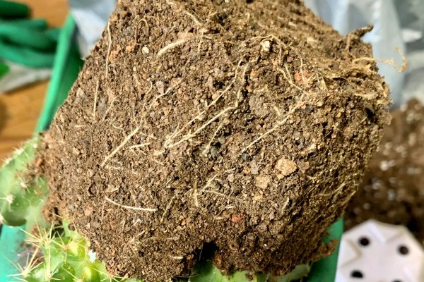 多肉仙人球有没有毒，多肉仙人球有毒