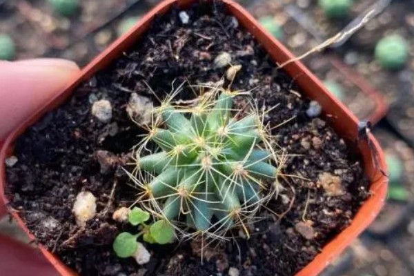 多肉仙人球有没有毒，多肉仙人球有毒