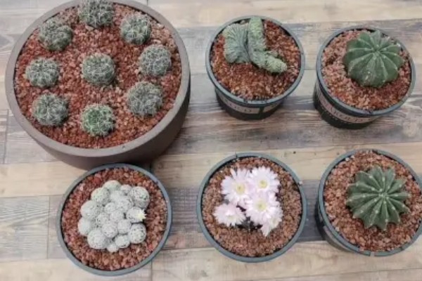 多肉仙人球有没有毒，多肉仙人球有毒