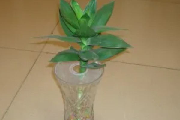 观音竹水培发黄怎么解决,需换水处理