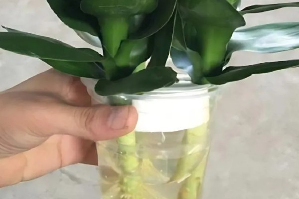 观音竹水培发黄怎么解决,需换水处理