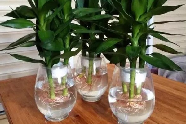 观音竹水培发黄怎么解决,需换水处理