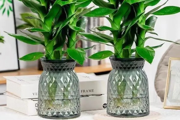 观音竹水培发黄怎么解决,需换水处理