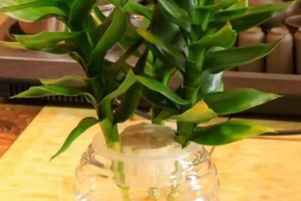 观音竹水培发黄怎么解决,需换水处理