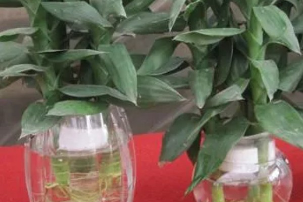 观音竹水培发黄怎么解决,需换水处理