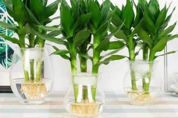 观音竹水培发黄怎么解决,需换水处理