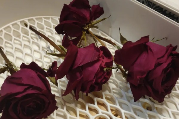 8朵红玫瑰的花语，寓意感激、关心和鼓励等