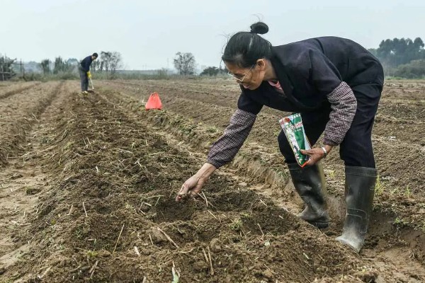 密蒙花如何种植，在秋季播种为佳