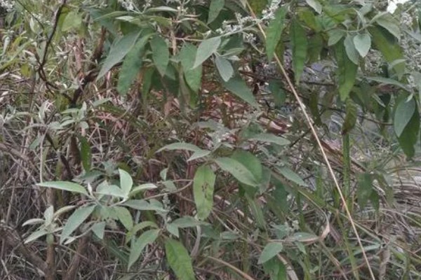 密蒙花如何种植，在秋季播种为佳