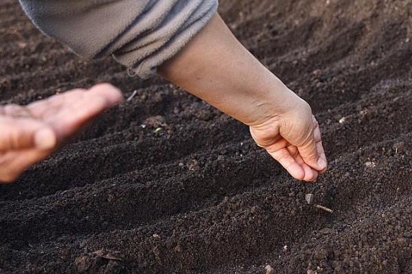 密蒙花如何种植，在秋季播种为佳