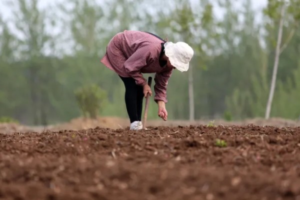 密蒙花如何种植，在秋季播种为佳
