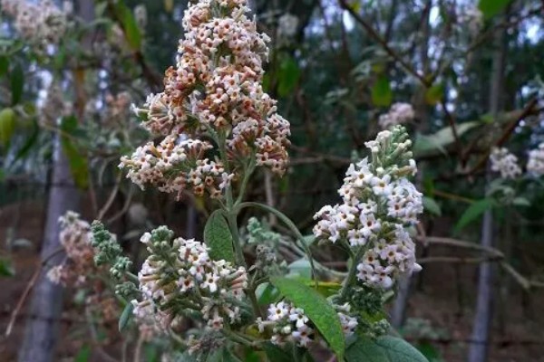 密蒙花如何种植，在秋季播种为佳