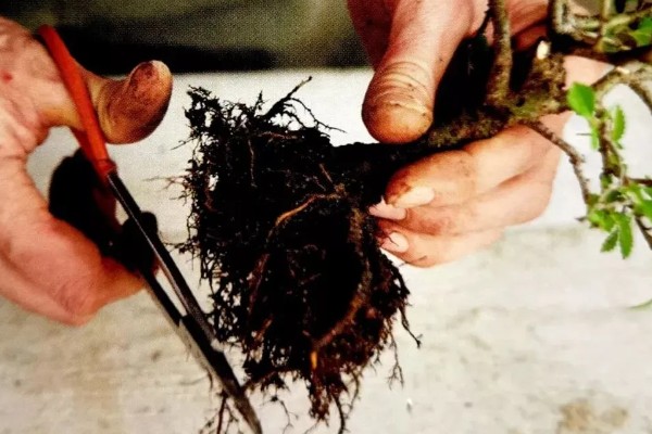 密蒙花如何种植，在秋季播种为佳