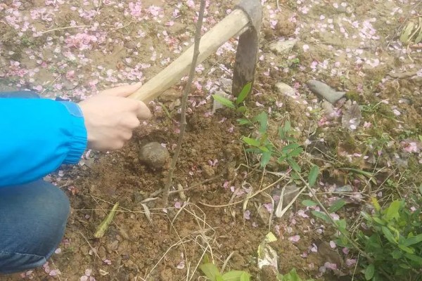 密蒙花如何种植，在秋季播种为佳