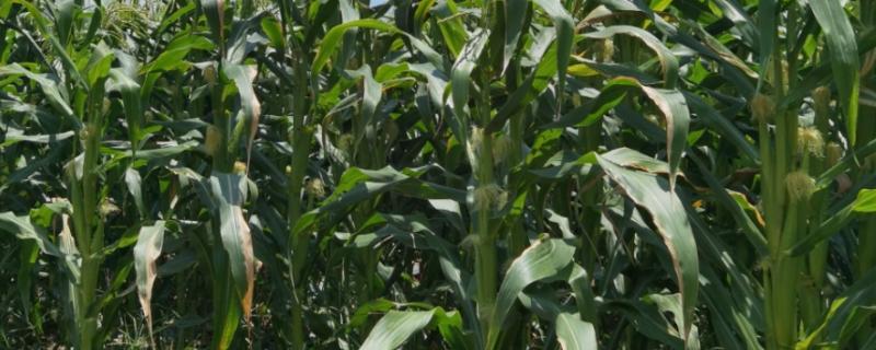 我国的糯玉米的产地，在云南省分布最广