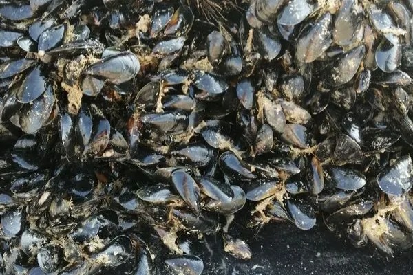 海虹的产地，原产地在日本北海道、南美洲等地