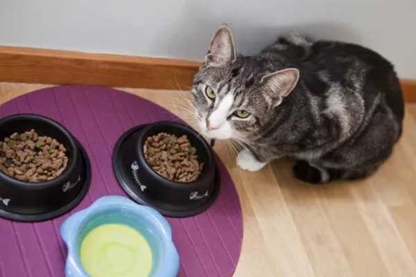猫咪绝育后的注意事项，首先不要强迫它住在猫窝里