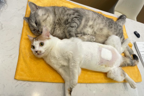 猫咪绝育后的注意事项，首先不要强迫它住在猫窝里