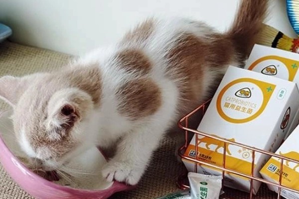 猫咪绝育后的注意事项，首先不要强迫它住在猫窝里